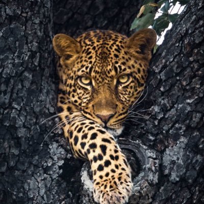 mulheres q correm c/ as onças 🐆