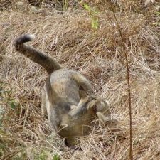 とまはぼちぼち