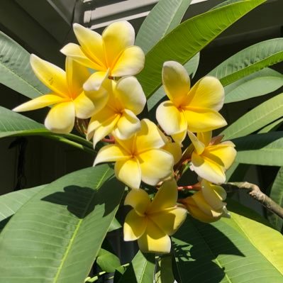 Meeka’s Plumerias