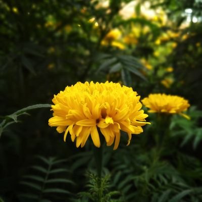 गन्नु झा(गोबर गणेश)