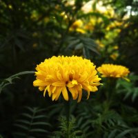 गन्नु झा(गोबर गणेश)