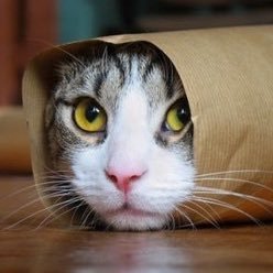 お寿司押しっす