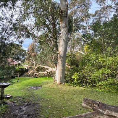 slsandpet 🐨🐨🖤🍉Dr