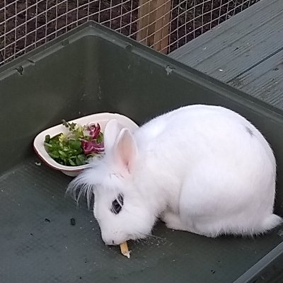 WhiteRabbit