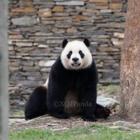 XQJPanda
