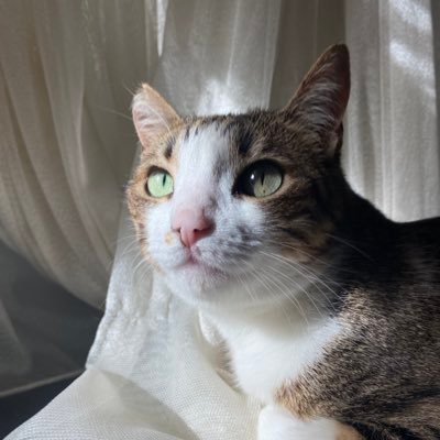 Venus Çipilgöd feat Bella Poğaçagöd 🤭