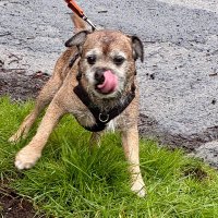 Feelwells Official Dodger & Hudson