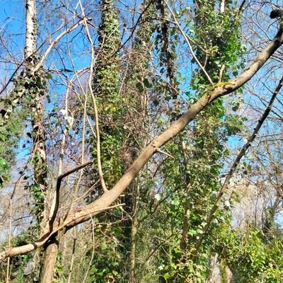 Robert Redmayne Hosking π€π₯ππΏπΈπΌ