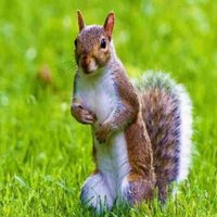 Nature is Phenomenal