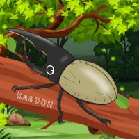 Beetle House カブ王公式@北海道札幌のカブクワショップ