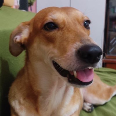 🐕 CaraMel 🐕 ✊🏼 🚩 🧙‍♀️ 🐉