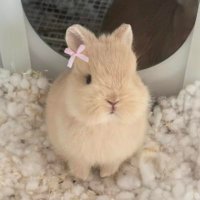 토끼나라영규왕자님