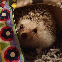 梅鶏（うめどり）