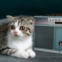 라디오셀후_ex 🎗