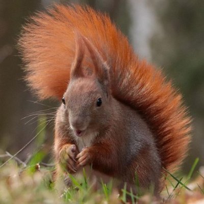 Steve Squirrell 🐿️