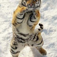 American Grandmother