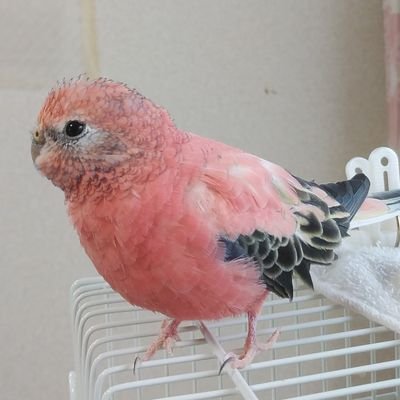 ジャンボ🇯🇵🔶