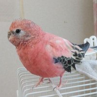 ジャンボ🇯🇵🔶