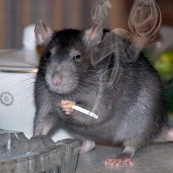 Smoking Rat
