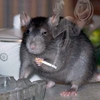 Smoking Rat