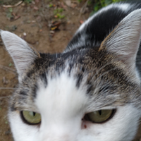 わんことさんぽ