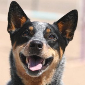 Gonta the Kozoh (小僧のごんちゃん)