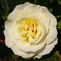 オドロキ モモノキ サンショノキ(旧：おらなん)