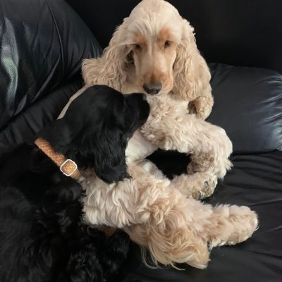 Daisy 🇮🇪 🐕‍🦺 & Alfie 🌈 🐕🥰