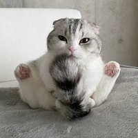 🐱neco【CoDモバイルアカウント販売/買取】