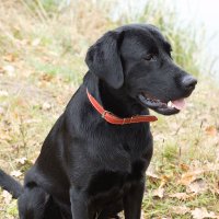 Big Suz 🇨🇦✌️🐝🌻🐕‍🦺 💕