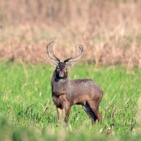Keibul Lamjao National Park