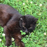 My Family loves DGS-22 in USA