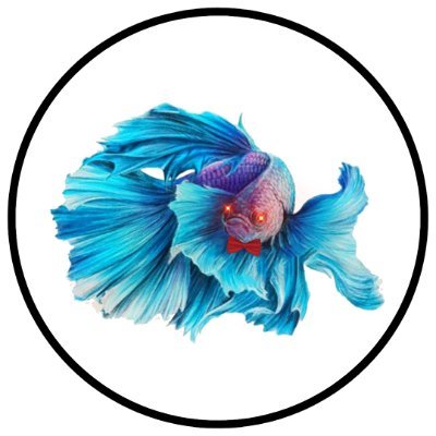 BowTiedSiameseFightingFish