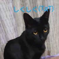 にゃあにゃ＠令和８年社労士受験生