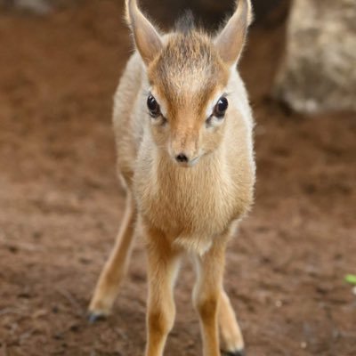 dansprangalsen 🇪🇺 🇫🇮 🇺🇦