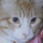 だいだらぼっち@永年鯉党🎏🇺🇦SHAKARIKI