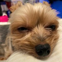 ひめわん#ヨーキー