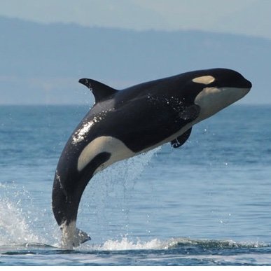 🇨🇦 Women Exist ♀