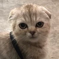 CASSIE (ร่างกายต้องการคอนเสิร์ต)