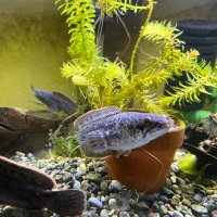 ロッキング:高知ベロネソックス:日本淡水魚のアカメ博士:高知淡水魚マニア所属