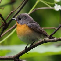 daffy@お散歩探鳥＆遠征探鳥♪