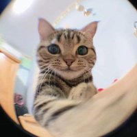 ᵃʳⁱᵉᶻ✿⊱