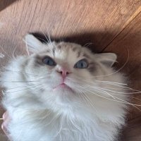 馄饨的撸LP日记