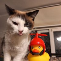 Miuquecheique 🐸👍