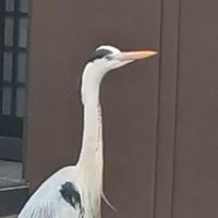 ソフトマカロニ