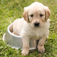 SusieQ- 🦋🦘🐊 🐶🧀🍷✈🏕