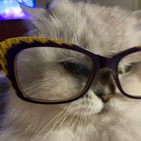 Elena la bersagliera #HaStatoPutin