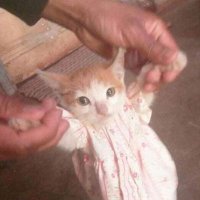 🇵🇸 a cat wearing a nice sweater 🇵🇸