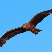 SchwarzerHeimatsegler 🇩🇪🌳🦅