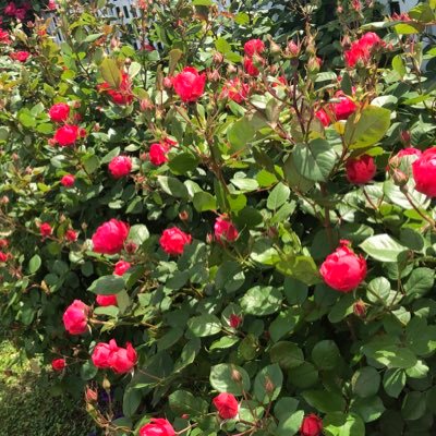 21世紀ルネサンス時代